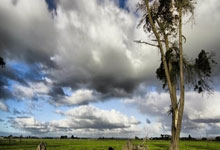 鲸鱼体育：亚历山大狂砍51分助雷霆灭火箭 欧文伤退小牛不敌大王.